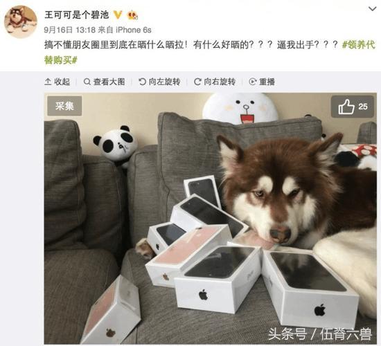 娱乐吃瓜菌小狗视频,娱乐菌带你领略萌宠欢乐时光